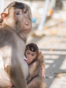 infant pigtail macaque