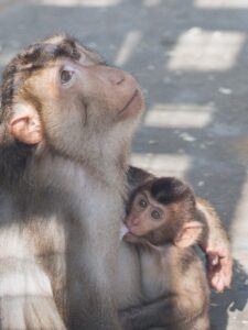 Photograph of a Macaca nemestrina infant nursing on its mother