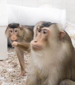 Photograph of Macaca nemestrina male and female