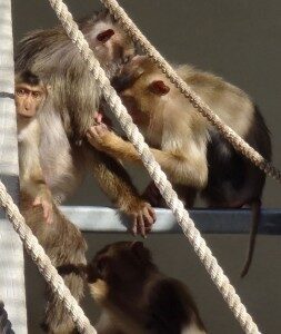 Photograph of Macaca nemestrina engaged in social grooming behavior