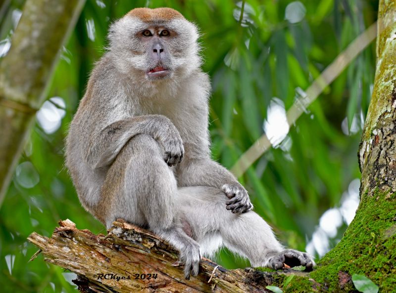 Long-tailed macaque sits in tree