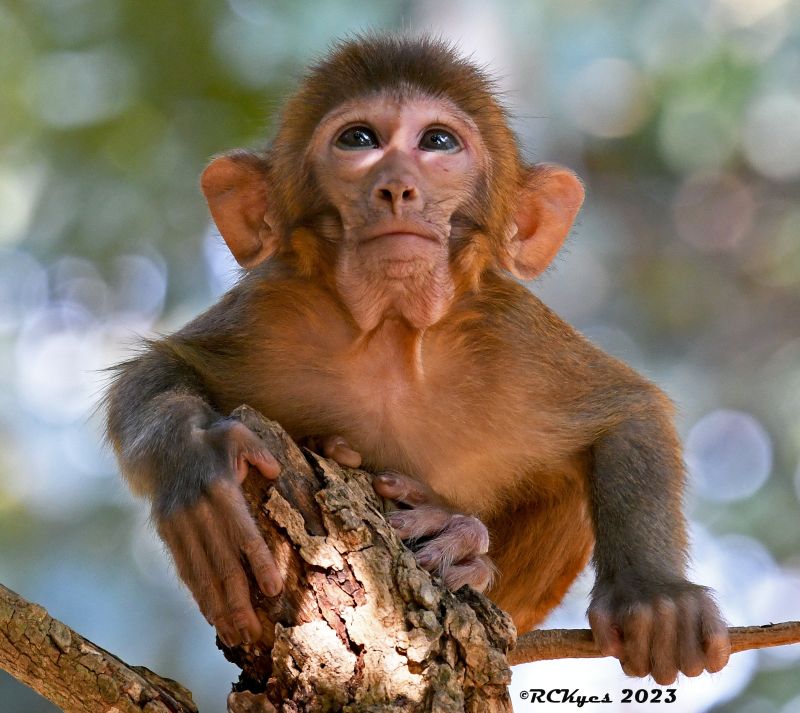 Baby rhesus monkey on tree branch