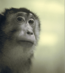 A female pigtail macaque looks calmly at the camera in a natural setting