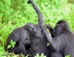 a black macaque monkey contorts its neck look upside down as another monkey is grooming it