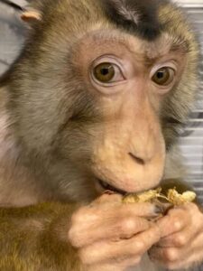 a pigtail macaque nibbles on a snack